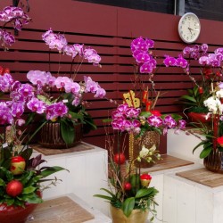Jiun-lin Orchid Shop (in Taipei Garden Mall)
